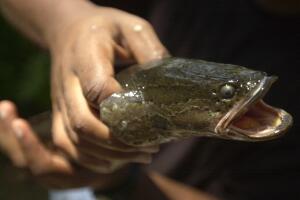 THOMPSON, SNAKEHEAD