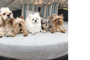 Familia perruna de Montserrat Oliver