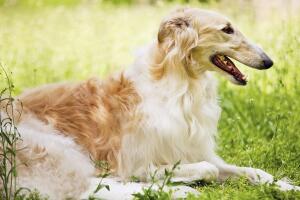 razas-de-perros-borzoi-2.jpg