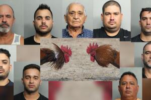 pelea de gallos Miami-Dade arrestados