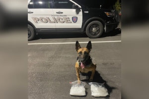 Voska-perrita-metanfetaminas