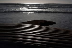 ballena muere Torrance Beach sospechas qué le pasó