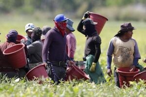 El cheque de estímulo que ofrecerá el Departamento de Agricultura beneficiará a los trabajadores agrícolas.