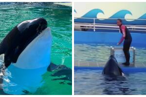 Orca Lolita ballena muere Seaquarium Miami