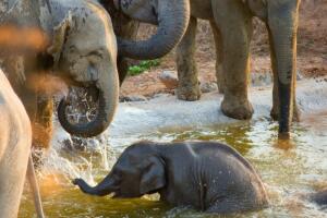 elefante-bebe-brinca-072016-650-615.jpg