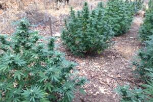 Plantíos de marihuana en Los Ángeles