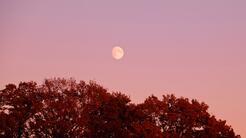 La luna rosa del 30 de abril trae muchos cambios en el amor y así es cómo afectará a tu signo