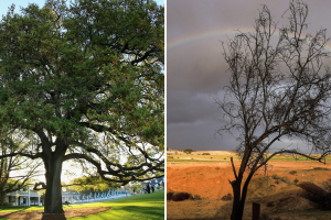 A los árboles se les dificulta ‘respirar’ por el calentamiento global: estudio cambiaría la percepción de la reforestación
