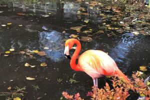 Flamencos 2