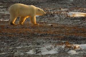 Polar Bears Begin Seal Hunting On Frozen Icepacks In Northern Canada