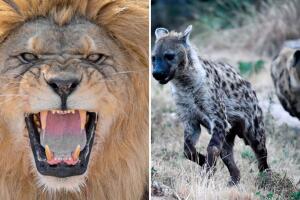Hienas son captadas atacando a un león y el video impactó a Internet: "¿Simba eres tú?"