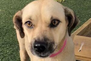 PERROS PR/perro 2.jpeg