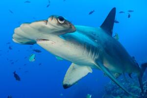 Tiburón martillo.jpg