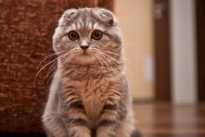 gato-cinza.jpg