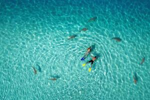 dronies-1-snorkeling-with-sharks.jpg