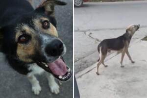 Perrito se escapa de su casa y finge no conocer a su dueño: “hasta se voltea indignado”