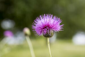 Las flores más silvestres de Texas