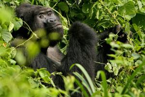 A Silverback male mountain Gorilla sits