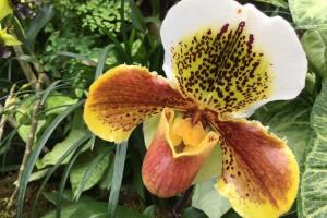 Orquideas Longwood Gardens 8 