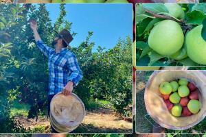 Recoger manzanas en Illinois