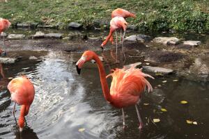 Flamencos 4