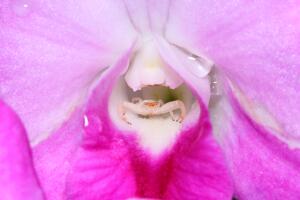 White crab spider in orchid
