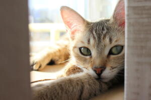 gato-janela.jpg