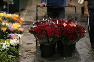 Sydney Flower Market Busy For Valentines Day