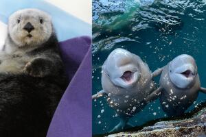 Animales del Acuario Shedd quedan captadas en foto disfrutando del frío invierno en Chicago 