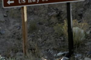 Death Valley National Park, Ca.? At Scotty's Castle, a desert coyote rests in the road as visitors