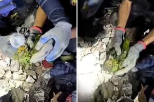 loro sobrevive rescatado escombros edificio la guaira sismos venezuela