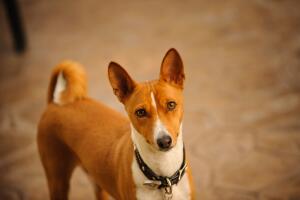 basenji.jpg