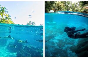 En los últimos tres meses, Discovery Cove ha enfrentado dos muertes y un casi ahogamiento