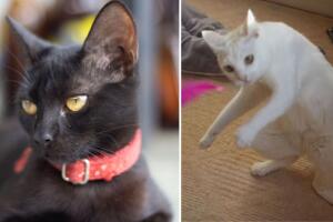 Giles, un gato estadounidense, sufrió un accidente con un sofá-cama y eso le dio un premio