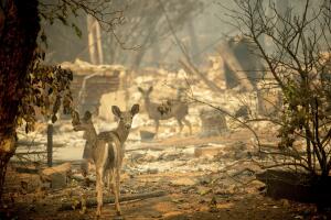 Animales Fuego California