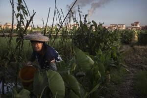 salud virus zika factoria china