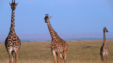 ¿Qué sonido hacen las jirafas? | Explora | Univision