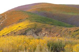 US-WILDFLOWERS-BLOOM-NATURE