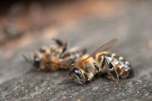 abejas_muertas2.jpg