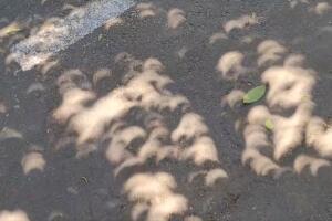 eclipse_reflejo_arboles