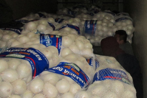 Inmigrantes indocumentados entre cebollas