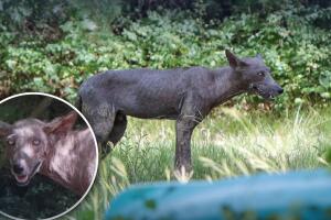 perro-coyote-sarna-grapevine-Texas