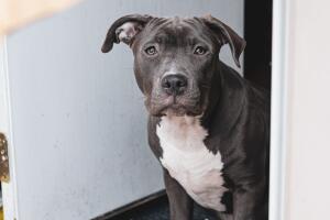 sacrifican perro que atacó a niño dallas