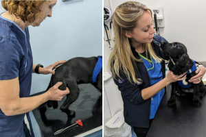 Ariel, la perrita con 6 patas que se volvió viral con su historia