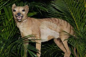 A Tasmanian tiger (Thylacine), which was declared