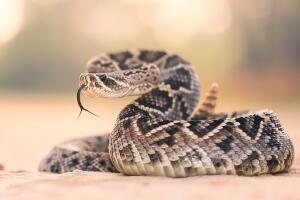 Mujer es hospitalizada por una mordedura de serpiente de cascabel en Arizona