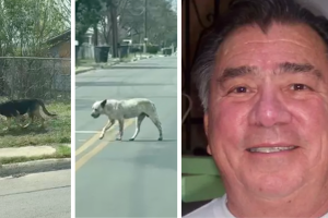 perros-calles-sueltos-San-Antonio-Ramón-Nájera-mataron