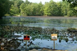 Snakehead Fish Pond