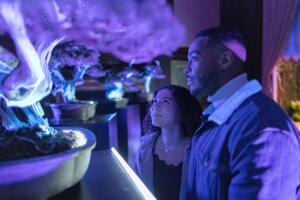 Observa Bonsais de 150 a 380 años que brillan bajo luz negra