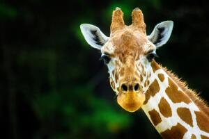 girafa.jpg
